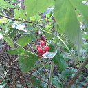 ���� �������, �����������, 56 ��� - ��������� 27 �������� 2017 � ������ ���� ����������