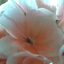 ���� ���, �������, 70 ��� - ��������� 9 ��� 2017 � ������ ���� ����������