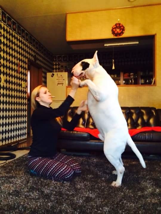 Big Max. 40 кг. - 2