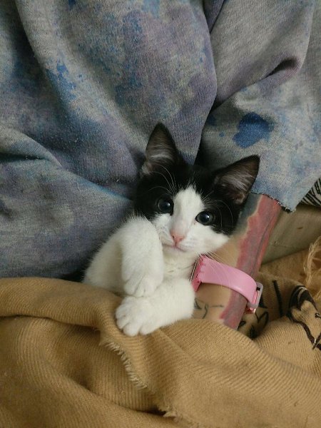 #котизм_доброта #питер@catism.Санкт-ПетербургОчаровательная трогательная девочка, 2,5-3 месяца, была ... - 3