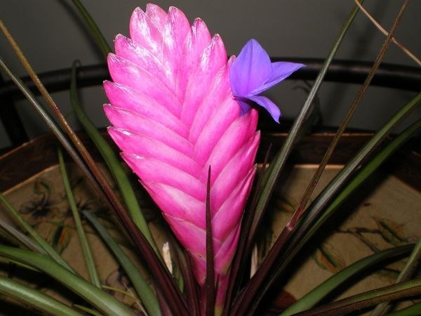 8 САМЫХ НЕОБЫЧНЫХ КОМНАТНЫХ РАСТЕНИЙ.8. Тилландсия синяя (Tillandsia Cyanea)Это тропическая гостья ...