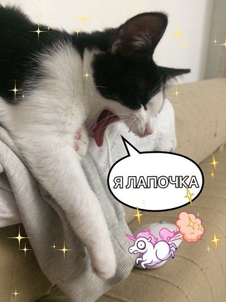 #котизм_доброта #питер@catism.Санкт-ПетербургОчаровательная трогательная девочка, 2,5-3 месяца, была ... - 8