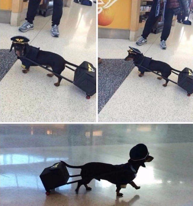 Good Boy Airlines