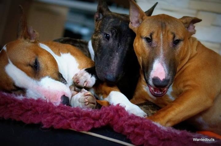 Дорогие жители Буле-городка! Примите поздравления с международным праздником Друзей!!! И давайте ...