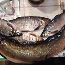 ���� Gena, ��������, 58 ��� - ��������� 23 ������� 2017 � ������ ������ ��������