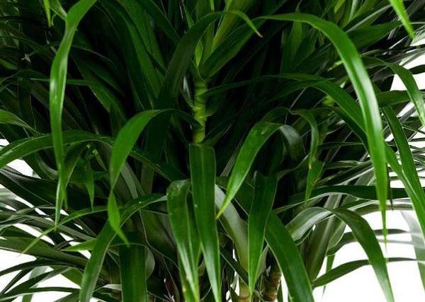 .    (Dracaena reflexa).        ...