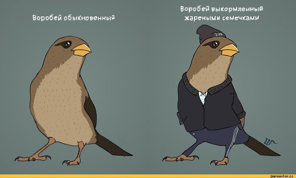 Воробья на мякине не проведешь значение. Воробья на мякине не проведешь значение