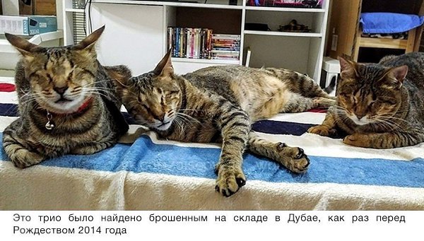 Никто не хотел забирать этих трёх слепых кошек, пока одна женщина не решила взять их к себе ...