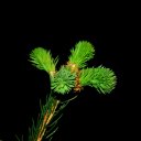 ���� ������, ������, 49 ��� - ��������� 7 ��� 2017 � ������ ������� Nikon�