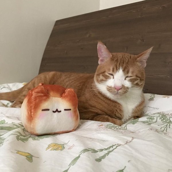 ��� ��� ������� ������, ����������