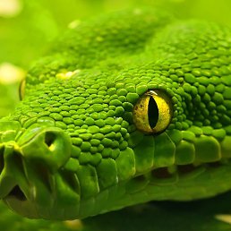 ����, ��������, 39 ���