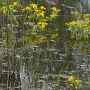  , , 36  -  3  2017    ( 2017)