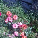 ��� ���� �� ������� ���� ����������