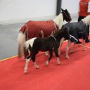 ���� ��������, �����-���������, 51 ��� - ��������� 10 �������� 2017 � ������ ������-������������� ������ �������� ���������� 27.08.2017�