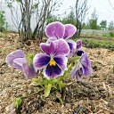 ���� �������, �����������, 71 ��� - ��������� 31 ���� 2017 � ������ ������ ��������