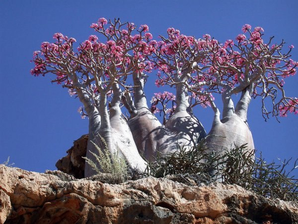  (Socotra), .          ...