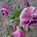 ���� ��������, ������� - ��������� 21 ��� 2017 � ������ ������..�