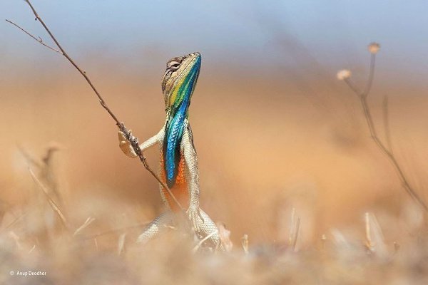 Финалисты конкурса на самую весёлую фотографию дикой природы - 5