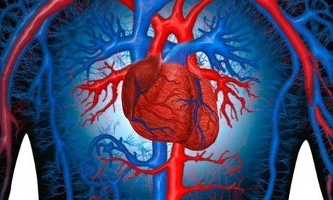 Препараты для защиты сердца. Бета блокаторы Бета-блокаторы — это широкий класс адреномиметических ...