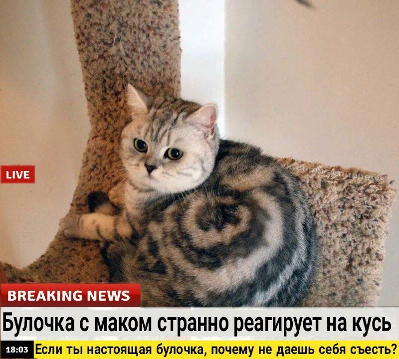  -  - 26  2017  04:21