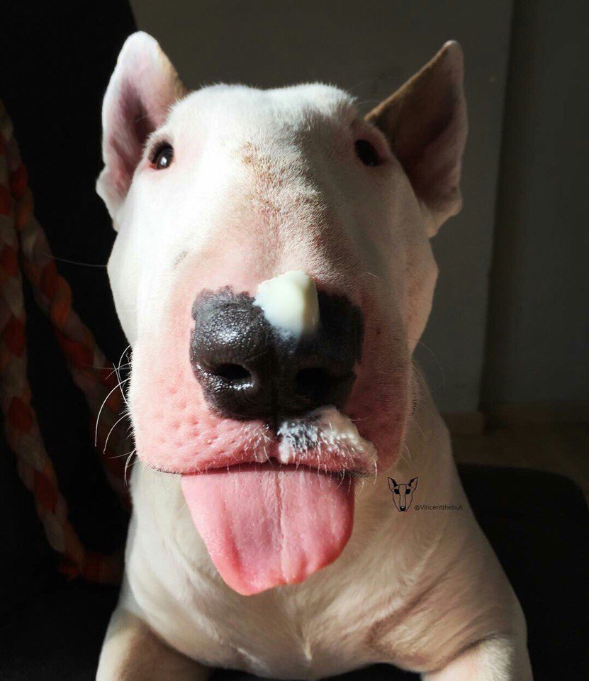 Английский бультерьер. - 17 мая 2017 в 20:47