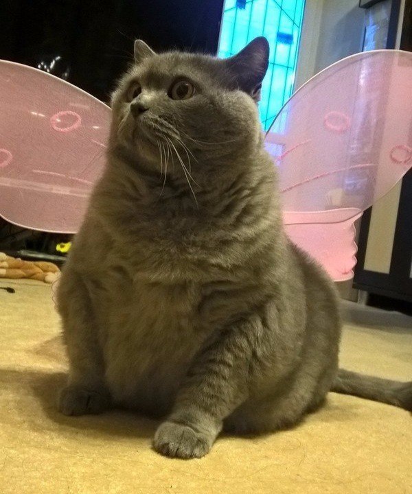     ,   -   