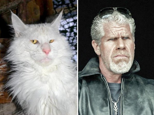 Коты-двойники киноперсонажей.Белый кот очень похож на Рона Перлмана в роли Клея Морроу ("Сыны ...