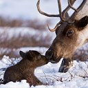 ���� ̸����� ����, ������ ��������, 39 ��� - ��������� 30 ���� 2017 � ������ ������ ��������