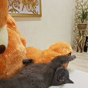 ���� ������, ������������, 47 ��� - ��������� 2 ������ 2018