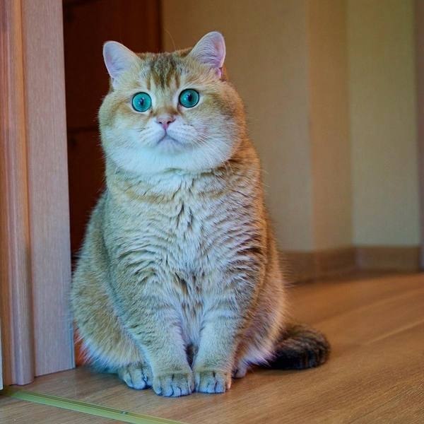    Hosico