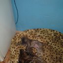 ���� �������, �����-���������, 45 ��� - ��������� 8 ����� 2018 � ������ ������ ��������