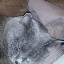 ������, ������, 33 ����