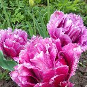 ���� �����, ���������, 62 ���� - ��������� 20 ��� 2018 � ������ ������ ��������