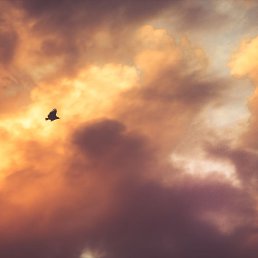 �������, ������, 51 ���