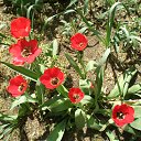 ���� �����, ������������, 50 ��� - ��������� 16 ������ 2018 � ������ �FLORA�