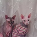 ���� �������, ���������, 61 ��� - ��������� 5 ������� 2018 � ������ ������ ��������