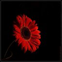  Extasy,  -  4  2018   black and red