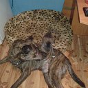 ���� �������, �����-���������, 45 ��� - ��������� 8 ����� 2018 � ������ ������ ��������