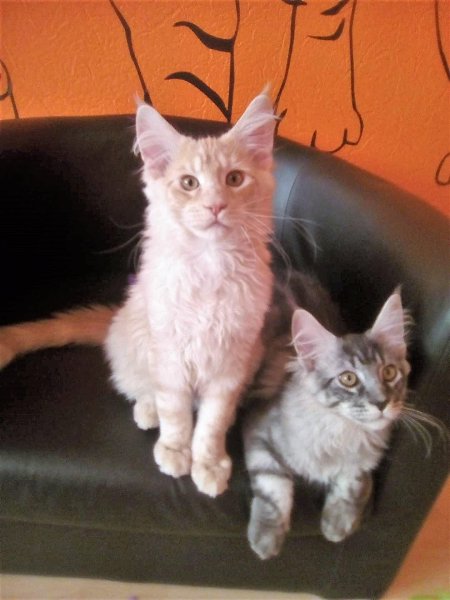 ������ ����-��� �.89057429907 http://meincoon-cat.ru.�������� "Bast-moon"������-������� ... - 11