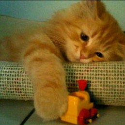 Vit, ������ ��������, 40 ���