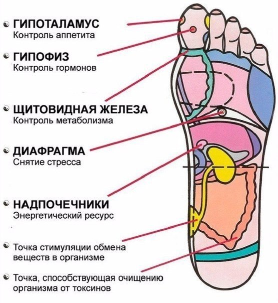 7 АКТИВНЫХ ТОЧЕК НА СТОПЕ ВЕРНУТ ВАС К ЖИЗНИ ЗА ПАРУ МИНУТ! 1. Массируя большой палец ноги, вы ...