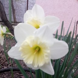 ���� ��������, ����������� - ��������� 18 ����� 2018