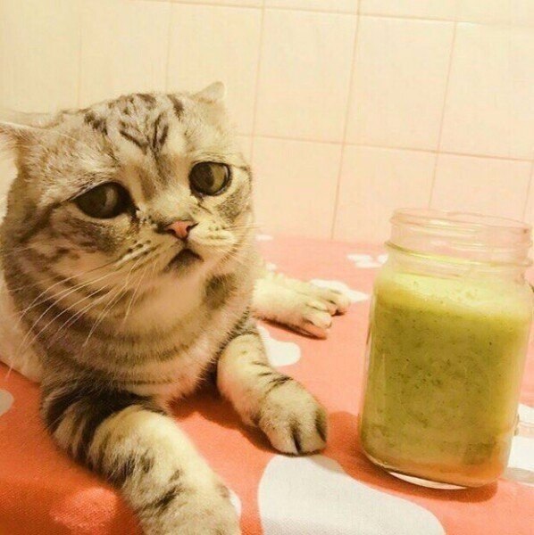 Когда питаться правильно — это хорошо, но немножечко грустно