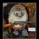 ���� �������, ������ �������� - ��������� 3 ������� 2017 � ������ ������������