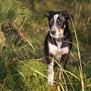  4 .     Ecce Homo ()