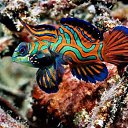 ���� �����, ���� - ��������� 8 ��� 2018
