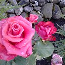 ���� �������, ����������, 62 ���� - ��������� 25 ������� 2017