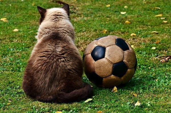CATS OF ALL - 16  2018  10:47