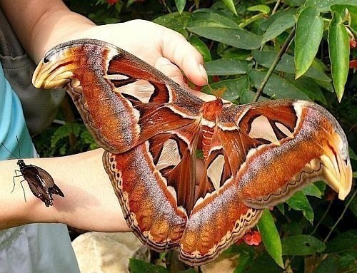       Attacus Atlas.     30 .