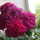 ���� ��������, �����, 60 ��� - ��������� 1 ���� 2018 � ������ ���� ����ۻ